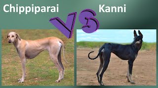 Chippiparai VS Kanni - Breed Comparison - Kanni and Chippiparai Differences by BreedBattle 7,882 views 2 years ago 5 minutes, 36 seconds