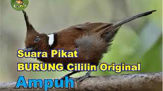 SUARA PIKAT BURUNG CILILIN ORIGINAL SUPER AMPUH