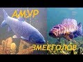 АМУР И ЗМЕЕГОЛОВ ОЗЕРА БАЛХАШ. Grass carp, SNAKEHEAD