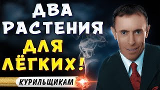 ДВА РАСТЕНИЯ ДЛЯ ЛЁГКИХ! Помоги своим лёгким.