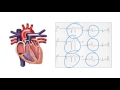 Determining the origin of ventricular ectopic beats on the ecg  ask andrew
