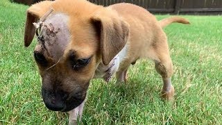 Rescue a Poor 4 Weeks Old Puppy Was Attacked By a Dog Rescue a Poor 4 Weeks Old Puppy Was Attacked By a Dog