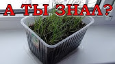 Лук шалот (семейный) и лук старорусский. Описание и опыт выращивания ...