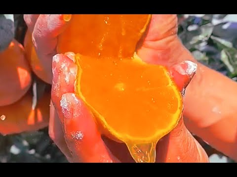 orange speedy videos｜TikTok Search