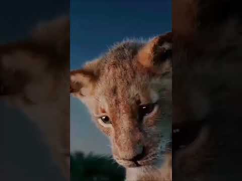 عمر المختار نحن لن نستسلم ننتصر أو نموت