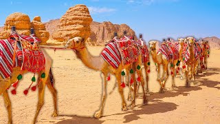 Secrets Of The Camel&#39;s Hump: How To Survive Extreme Heat | WILD ASIA | Real Wild