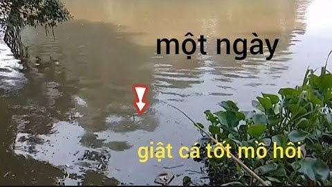 Câu Cá Rô Đồng, giật cá run tay tốt mồ hôi #cauca #caucatv186.