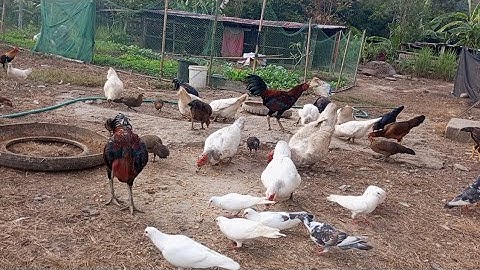 nyob zoo os los saib kuv pub qaib os 2/12/24