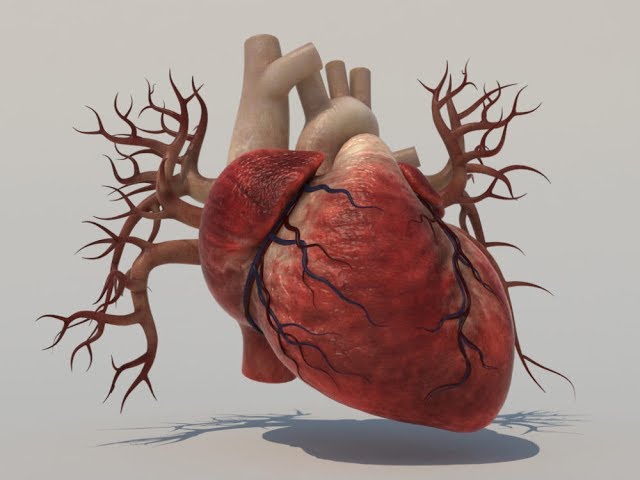 Human Heart 3D Model - Realtime - YouTube
