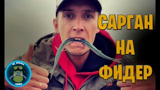 Ловля саргана на фидер и бомбарду. Рыбалка в Крыму