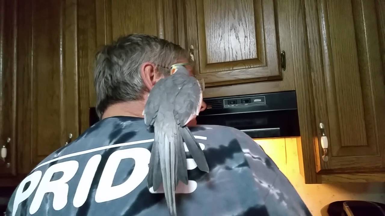 talking parrot Sunny The Cockatiel Dancing