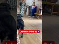 Real Labrador Twins | Best Dog Mom Ever | Labra Bella Puppies 🐶 #shorts #dog #labrador #puppies