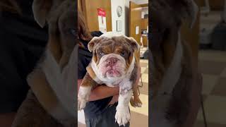 EMERGENCY VET VISIT! Shout out to the best Son in the world! #englishbulldog #ManMadeKennels #dogs