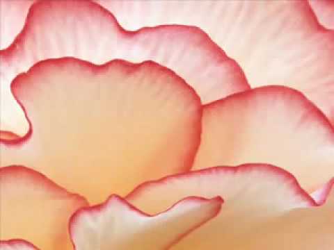 {artistName}의 {trackName} 뮤직 비디오 보기