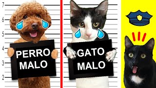 Gato vs policía en casa con gatos graciosos Luna y Estrella y mi perro divertido / Videos de gatitos