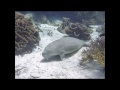 Snorkeling in Indonesia -  Saw a Dugong!