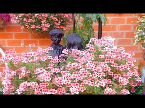 Video: El Famoso Pelargonio. Reproducción