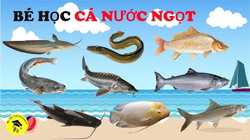 Các loài cá nước ngọt 🔴 Song ngữ Việt - Anh #fish #animals