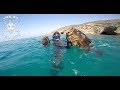 chasse sous marine mérous Oran Algérie/صيد سمك الميرو في وهران الجزائر