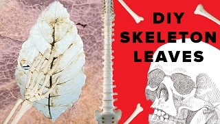 See-Through Skeleton Leaves screenshot 3