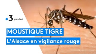 Moustique tigre : l'Alsace placée en vigilance rouge