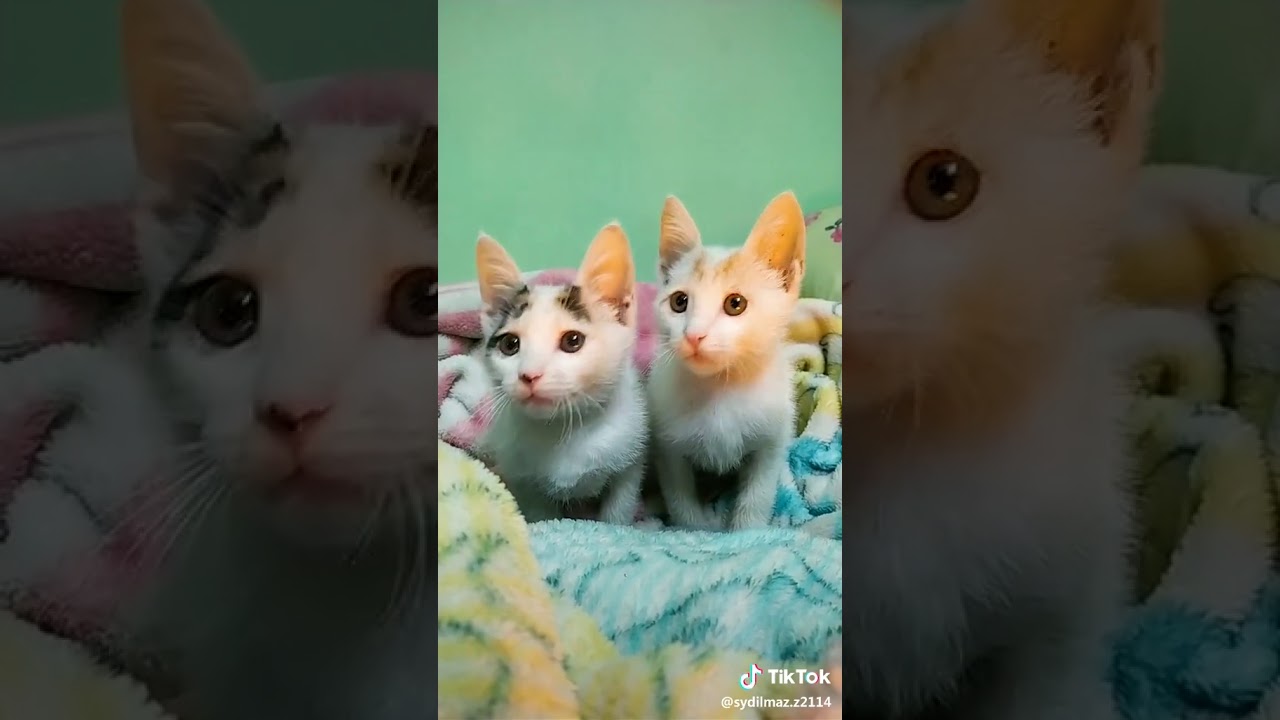3d894141fb56bdc53fc72fd71ac2006f
