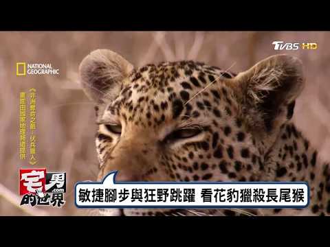 敏捷腳步與狂野跳躍 看花豹獵殺長尾猴 宅男的世界 20170725