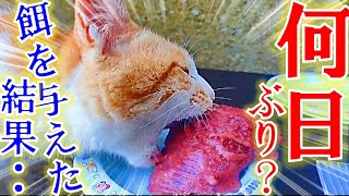 何日ぶりの食事過酷な外に住む野良猫に餌を与えてみた結果・・・・