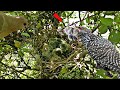 Babies mourning dove attacked by a indian cuckoo animalsandbirds107