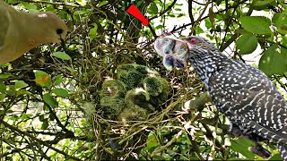 Babies Mourning Dove attacked by a indian cuckoo @AnimalsandBirds107