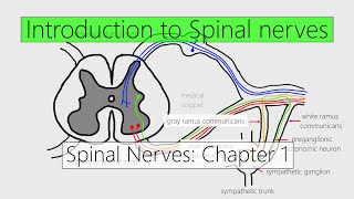 Spinal Nerves: Introduction | Nervous system | 4K | Chapter 1