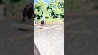 She did a big leap sorry if it looks bad xx