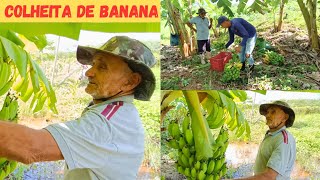 Colheita de Banana no Sítio Muita Fartura Tudo Produzindo Muita Bençãos Vejam Só Gratidão