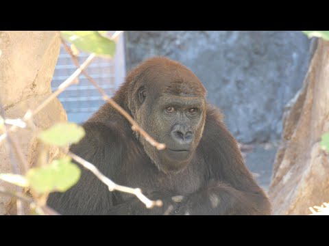 Momoka has been feeling restless all day. Chiba City Zoo Gorilla