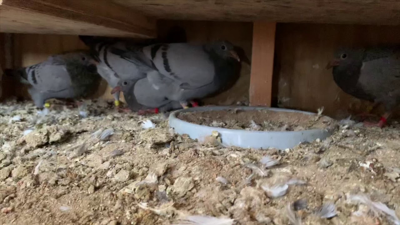 Racing pigeon Community feeding YouTube