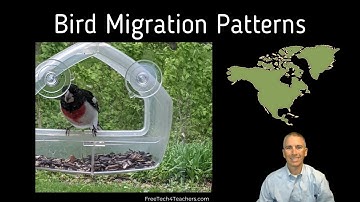 A Neat Map for Viewing Bird Migration Patterns