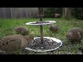 Backyard Serving Tray - 10 hour Video For Cats - April 22, 2021