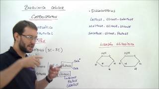 X da Questão   Biologia   Carboidratos   Monossacarídeos e dissacarídeos