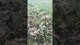 Priroda Se Budi ,Proljeće Nam Stiže Dasak Prirode