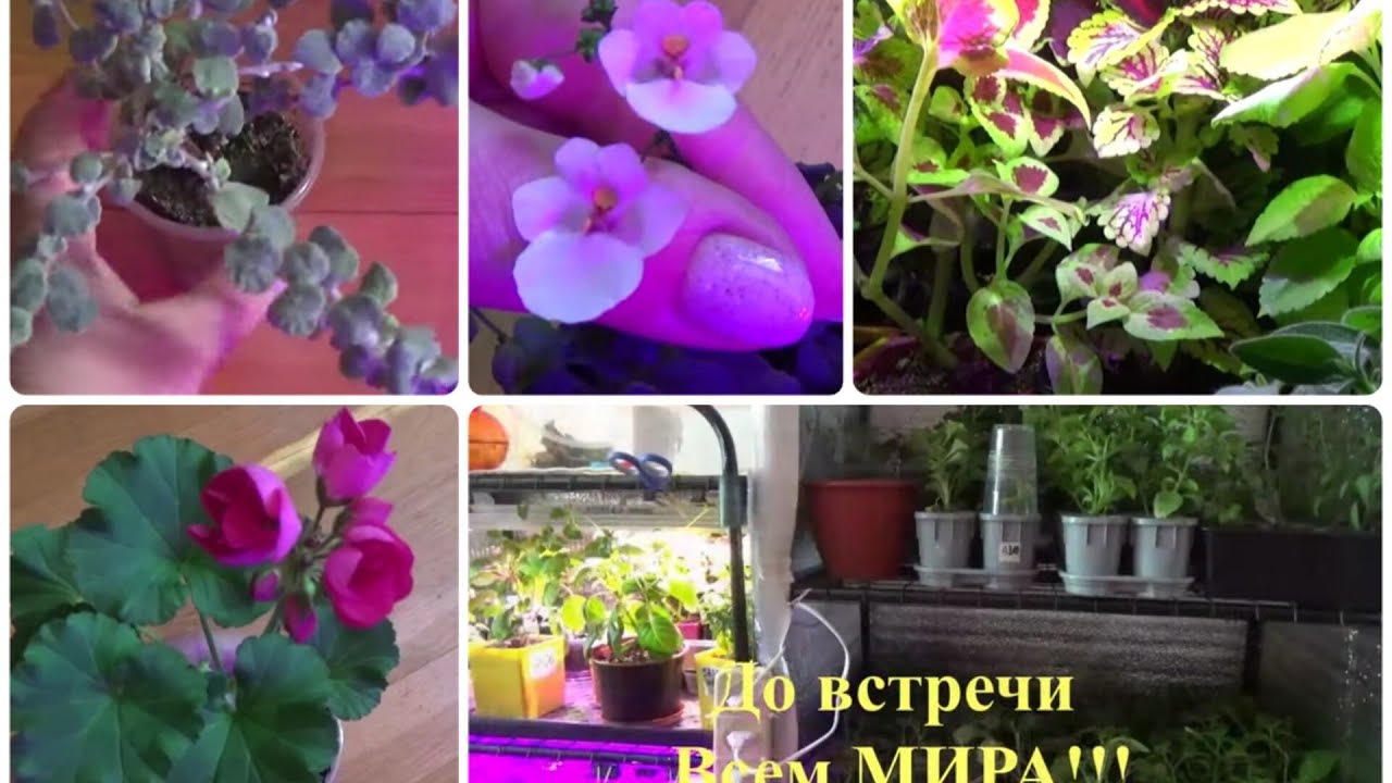 РАССАДА на славу.Как поливаю.Чем кормлю. Вегетативная Петуния,Колеус ...