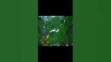 سورة الأحزاب || القارئ:بدر التركي  #القرءان_الكريم #قرآن #قران_كريم #استغفر_الله #راحة_نفسية