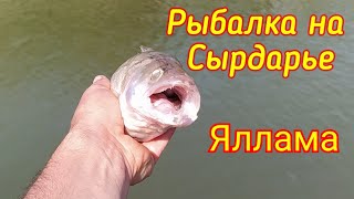 Рыбалка на Сырдарье. Яллама