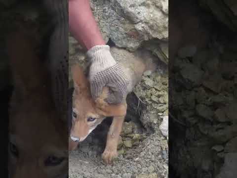 Coyote Pup Gets Rescued After Getting Trapped Underground