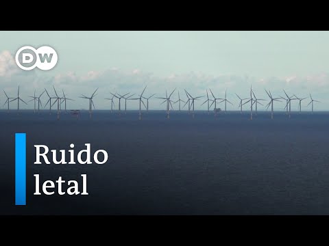 Contaminación acústica ¿Cómo silenciar los mares? | Hecho en Alemania