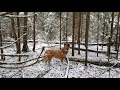 В лесу по первому снегу.