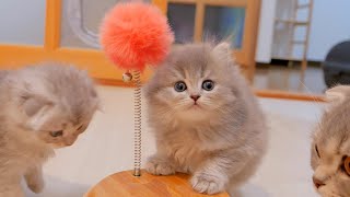 How to play this! ? A cute kitten asks his mother how to play...