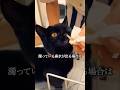 ネコの鼻水#ネコ
