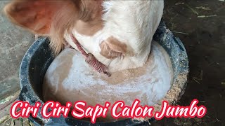 Buldok Sapi Simental Malborocalon Sapi Jumbo