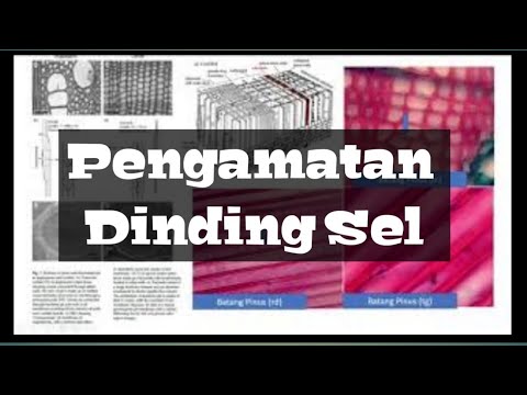 Video: Memvisualisasikan Fungsi Kimia Di Dinding Sel Tanaman