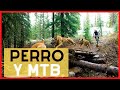 ✅ 1º - Cómo montar en MTB o bicicleta con tu PERRO y ENTRENARLO 🤩 paso a paso desde 0 TRAIL DOG